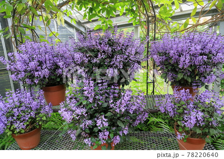 プレクトランサスの花 プレクトランサスの花 78220640