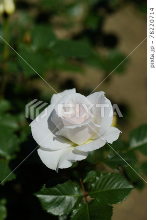 薔薇 (マーガレット メリル) 薔薇 (マーガレット メリル) 78220714