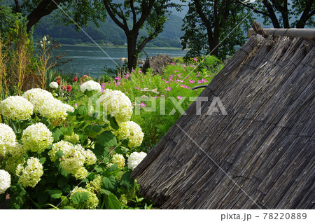 河口湖ミューズ館付近の花畑 78220889