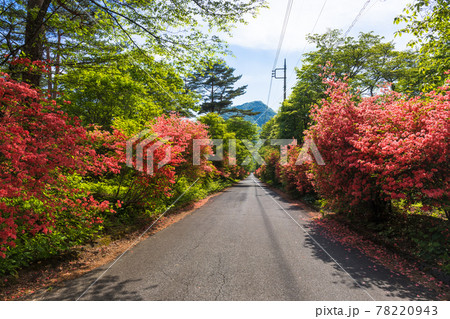 山つつじの道 78220943