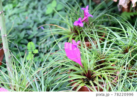 ハナアナナスの花の写真素材 7996