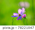 日差しが透ける満開のコスモス 78221047