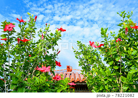 めんそーれ沖縄　青い空と赤いハイビスカスとシーサー 78221082