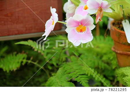 ランの花 ミルトニア ランの花 ミルトニア 78221295