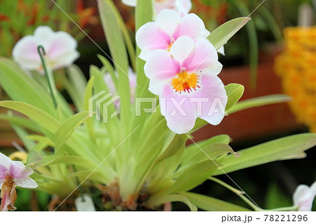 ランの花　ミルトニア 78221296
