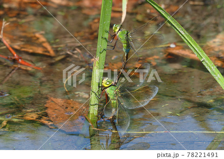 産卵中のギンヤンマ 78221491