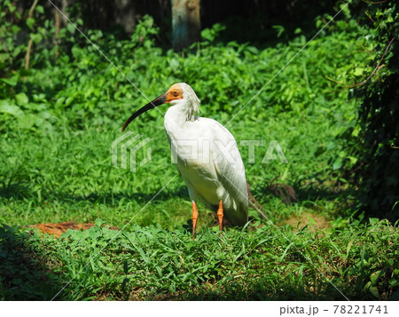 佐渡島のトキ 78221741