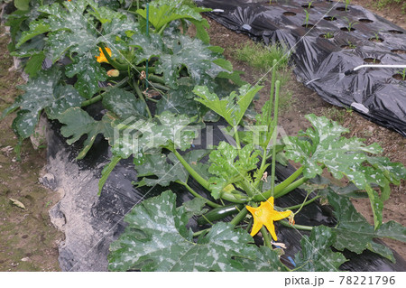 家庭菜園の薬剤散布 家庭菜園の薬剤散布 78221796