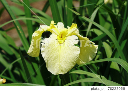 ハナショウブ 花菖蒲 金冠 Japanese Iris ハナショウブ 花菖蒲 金冠 Japanese Iris 78222066
