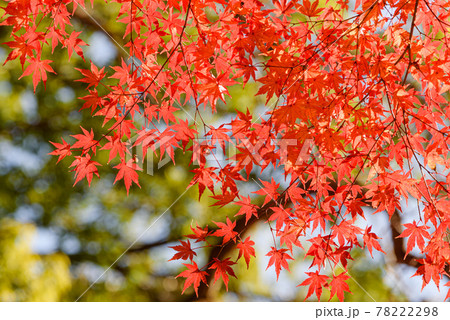 彩る紅葉・秋イメージ 78222298