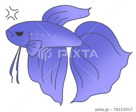 不機嫌なベタ 青色 のイラスト素材