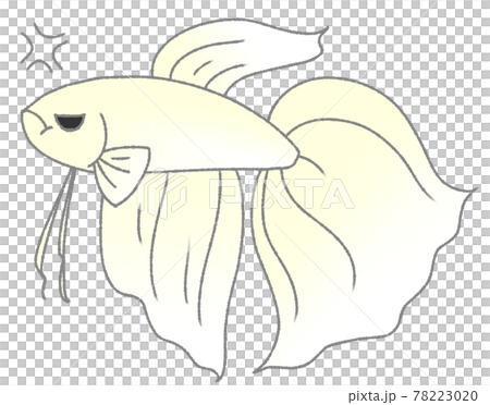 不機嫌なベタ（白色） 78223020