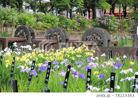 しょうぶ沼公園　水車と色とりどりの花菖蒲　 78223363