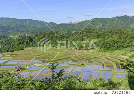 田植え 山形県 椹平の棚田 田植え 山形県 椹平の棚田 78223566