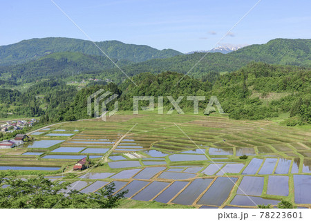 田植え　山形県　椹平の棚田 78223601