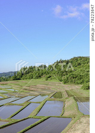 田植え　山形県　椹平の棚田 78223647