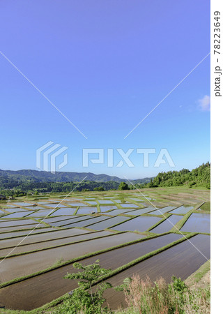 田植え 山形県 椹平の棚田 田植え 山形県 椹平の棚田 78223649