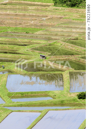 田植え 山形県 椹平の棚田 田植え 山形県 椹平の棚田 78223680