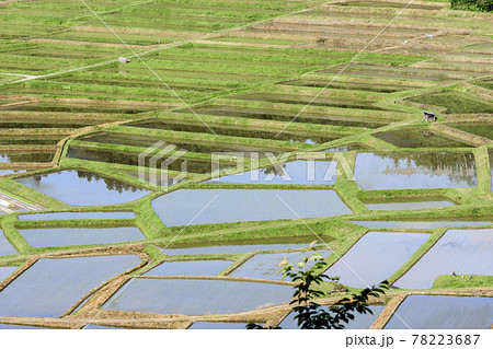 田植え　山形県　椹平の棚田 78223687