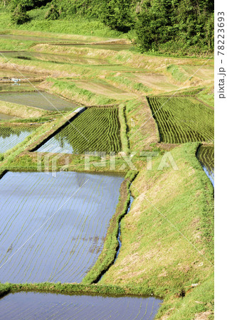 田植え　山形県　椹平の棚田 78223693