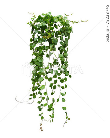 Green succulent leaves hanging vines ivy bush Green succulent leaves hanging vines ivy bush 78223745