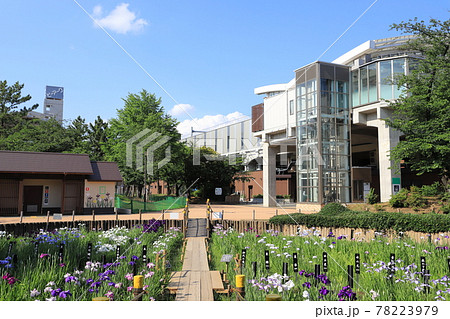 しょうぶ沼公園の菖蒲田と北綾瀬駅の駅舎 78223979