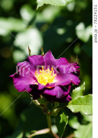薔薇 (プリンセス・シビル・ドュ・ルクセンブルグ) 薔薇 (プリンセス・シビル・ドュ・ルクセンブルグ) 78224151