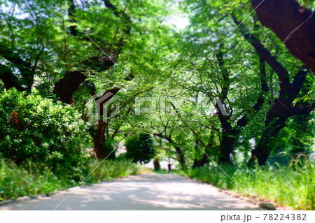 木洩れ日の差し込む緑のトンネルを散歩して森林浴でリラックス 78224382