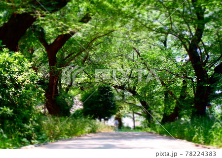 木洩れ日の差し込む緑のトンネルを散歩して森林浴でリラックス 木洩れ日の差し込む緑のトンネルを散歩して森林浴でリラックス 78224383