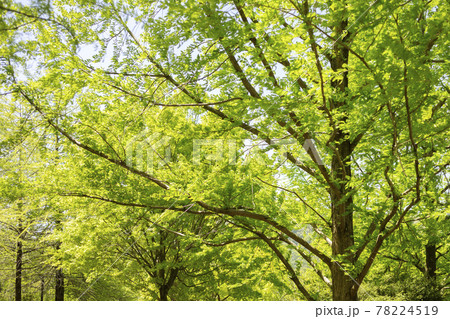 黄緑色の若葉の並木道【風景】 78224519