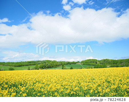 北海道の絶景 安平町の美しい 菜の花畑の写真素材