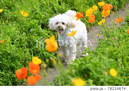 ポピー畑を笑顔で歩くマルプー 78224674