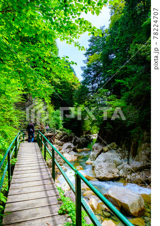 柿其渓谷 78224707