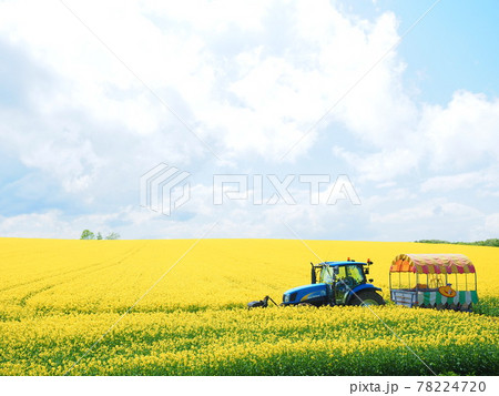 北海道の絶景 安平町の美しい 菜の花畑とトラクター遊覧車の写真素材 7247