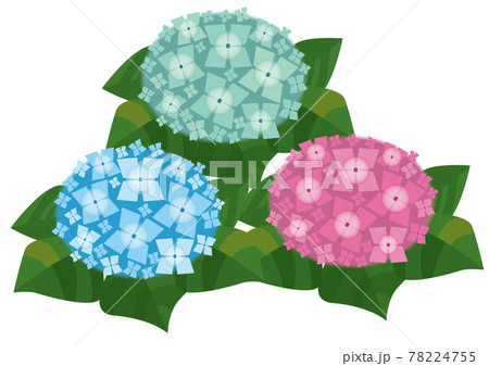 三色のあじさい 78224755