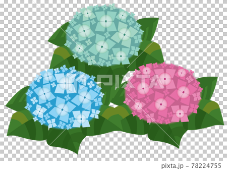 三色のあじさい 78224755