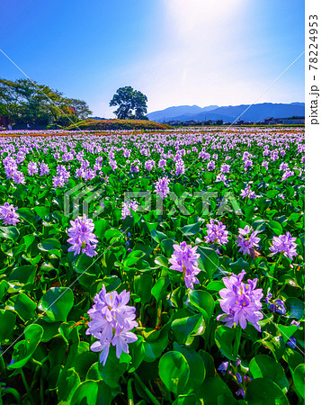 本薬師寺跡のホテイアオイ 78224953