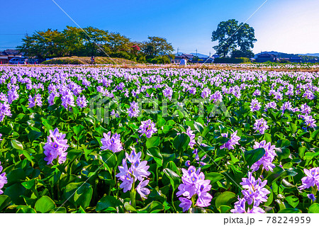 本薬師寺跡のホテイアオイ 本薬師寺跡のホテイアオイ 78224959
