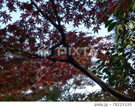 紅葉に覆われかすかに見える空 78225130
