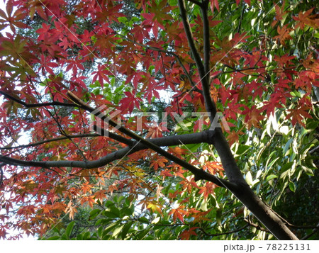 紅葉に覆われかすかに見える空 78225131