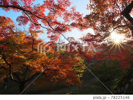 朝日に輝く西渓公園のもみじ 朝日に輝く西渓公園のもみじ 78225146
