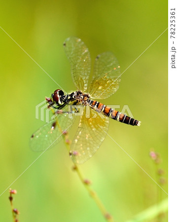 ハッチョウトンボ・メス・きらめく翅 78225361