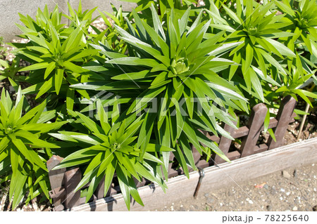 植物, 葉, 緑, 緑色, 自然, 屋外,葉っぱ、園芸,花壇,ガーデニング,畑,トロピカル 植物, 葉, 緑, 緑色, 自然, 屋外,葉っぱ、園芸,花壇,ガーデニング,畑,トロピカル 78225640