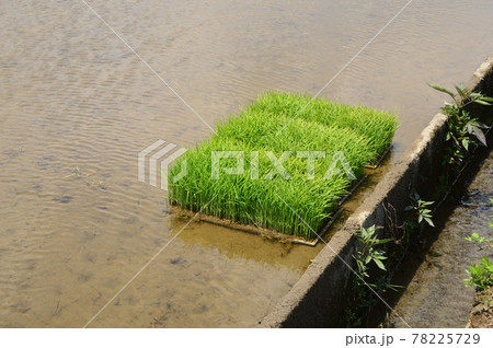 八王子の里山　高月の田んぼ 78225729