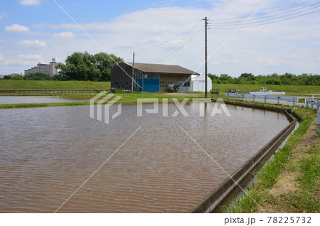 八王子の里山 高月の田んぼ 八王子の里山 高月の田んぼ 78225732