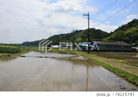 八王子の里山 高月の田んぼ 八王子の里山 高月の田んぼ 78225795