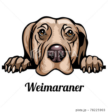 what color is a weimaraner