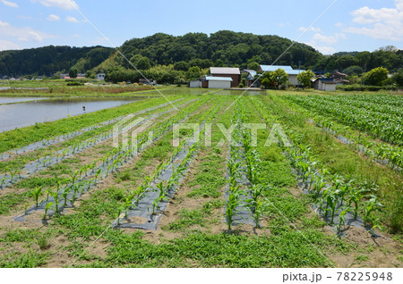多摩の田んぼ　八王子市高月 78225948