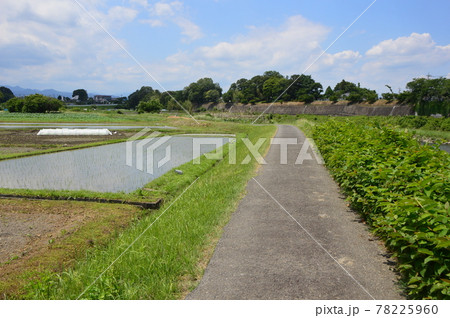 多摩の田んぼ　八王子市高月 78225960