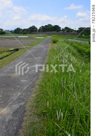 多摩の田んぼ　八王子市高月 78225968